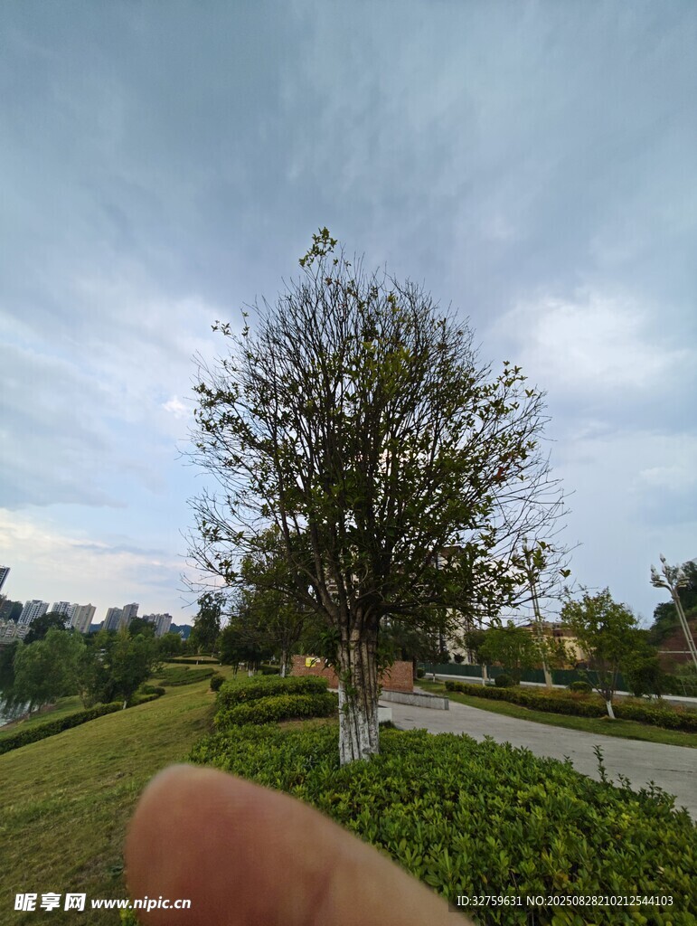 户外绿树风景