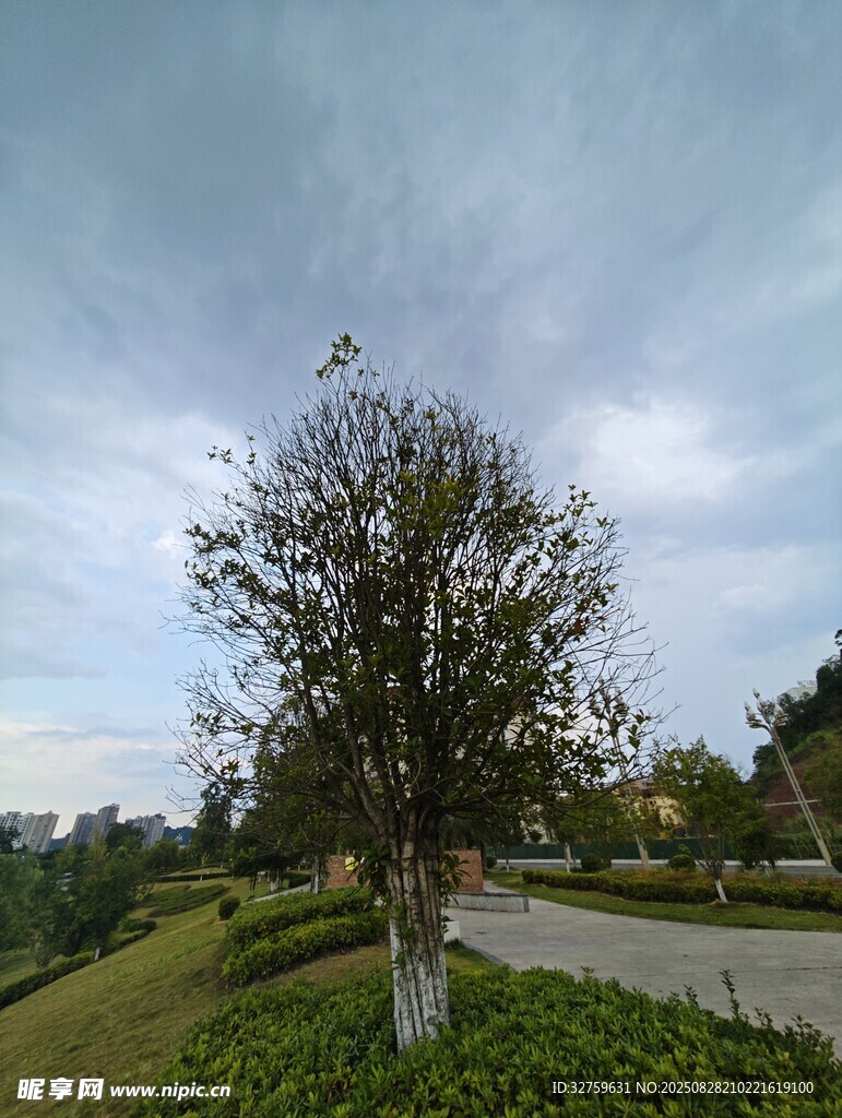 路边孤树 