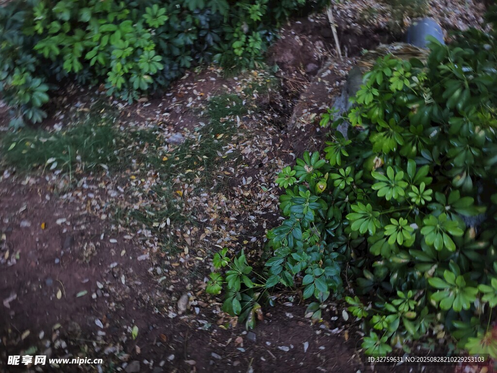地面绿植与落叶景象