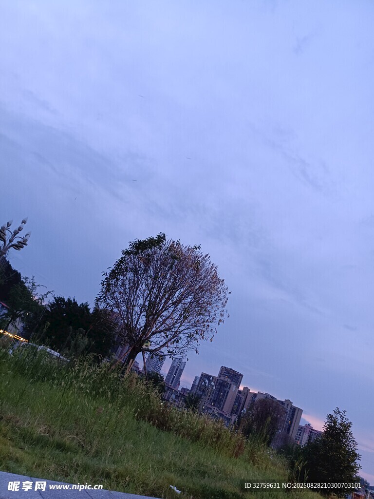 黄昏下的草地与树木景观