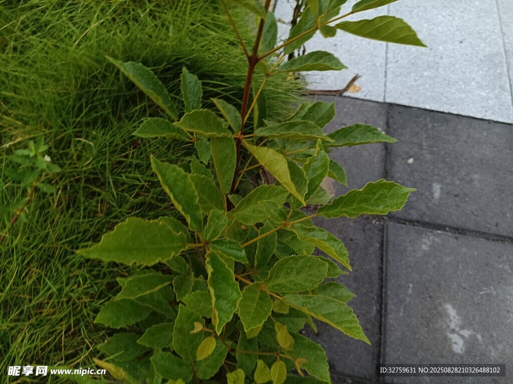 绿叶植物 