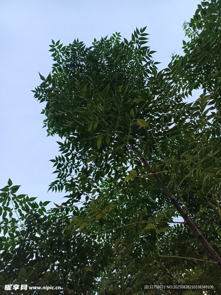 仰视葱郁树木