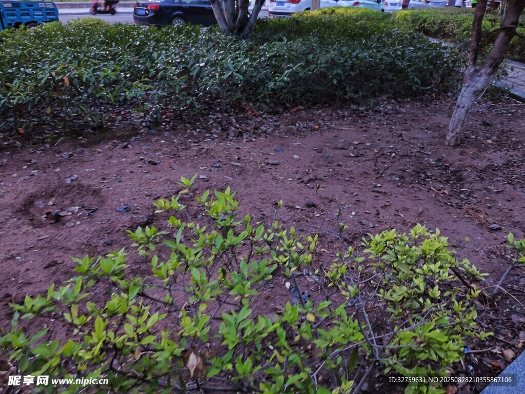 园林绿植旁的裸露泥土地