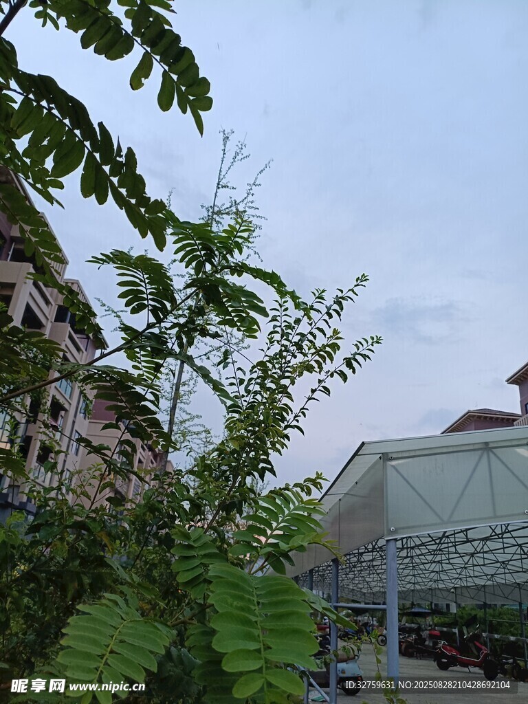 绿叶掩映下的建筑景致