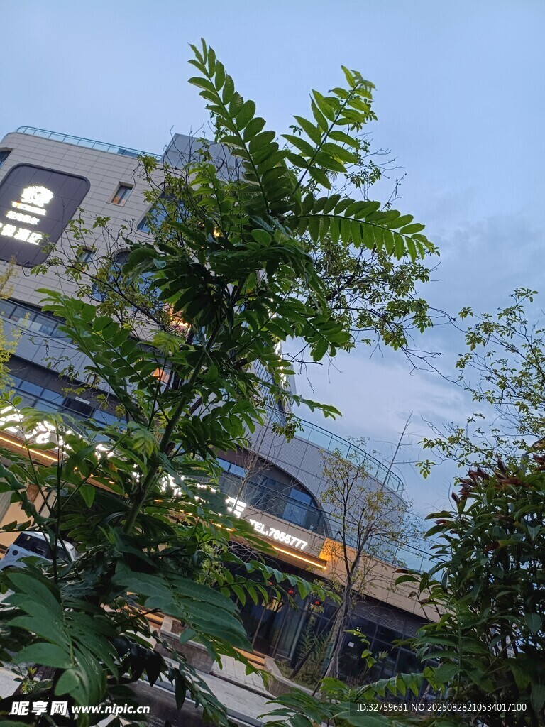 楼前绿树景致