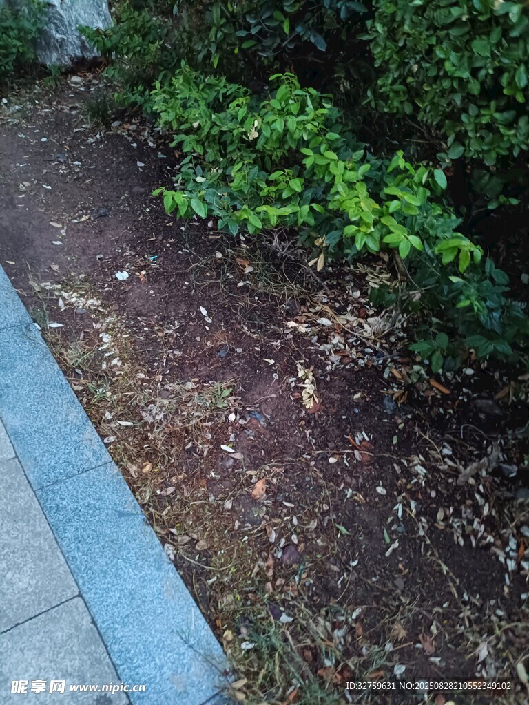 路边绿植旁的褐色地面