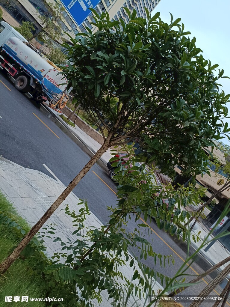 路边绿树与停放车辆