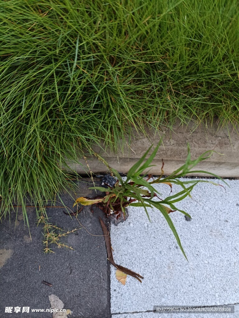 路边缝隙中生长的顽强小草
