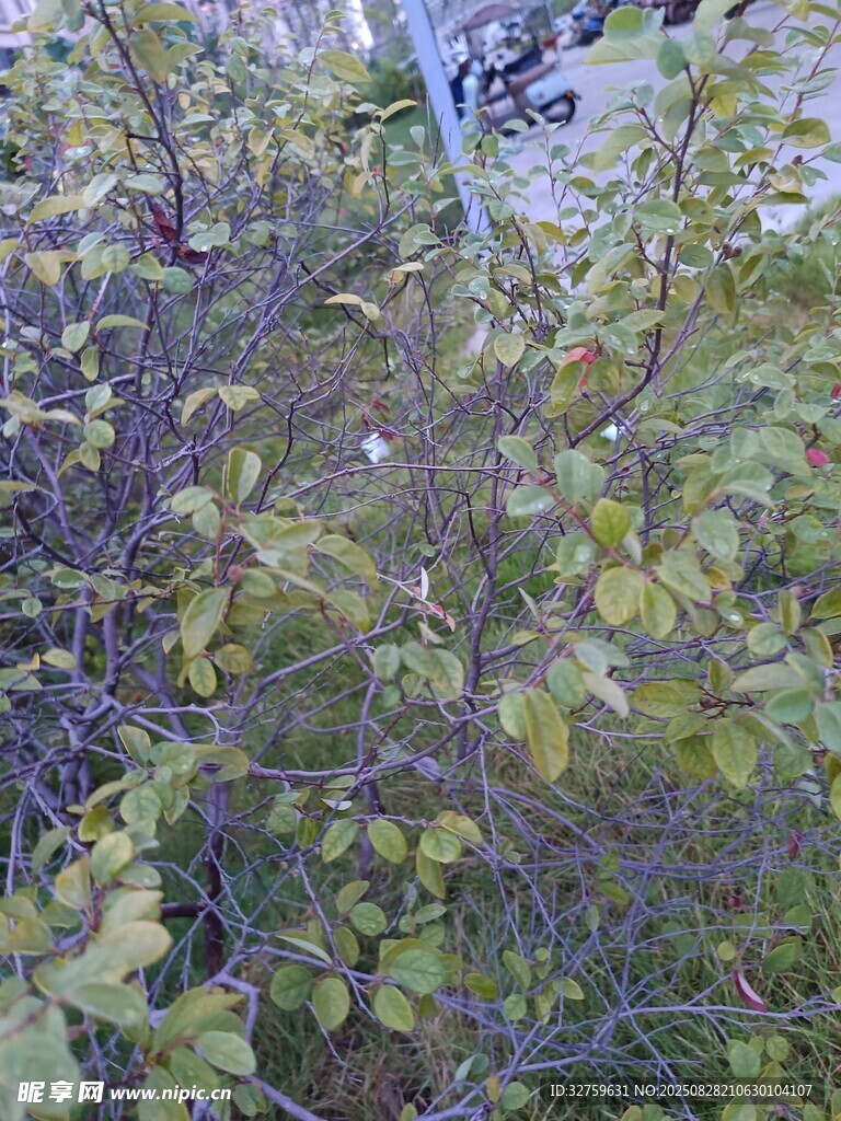 繁茂绿植中的蓝色标牌