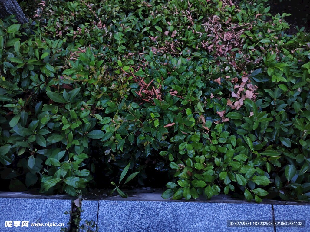 路边翠绿繁茂的植物景观