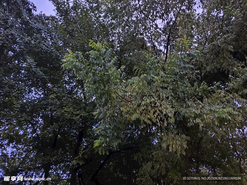 繁茂绿树