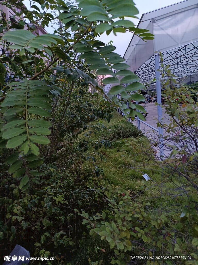 繁茂绿植景观