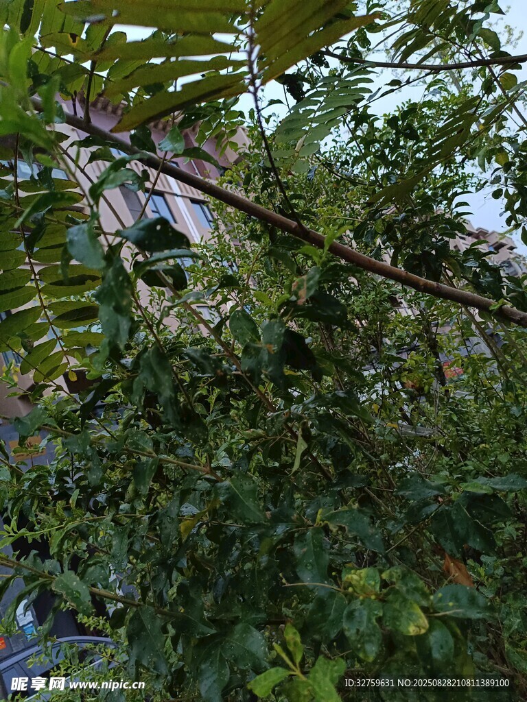 繁茂绿植间的自然景致
