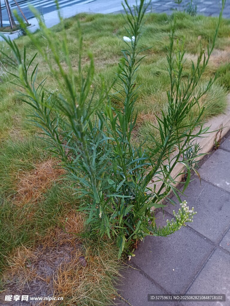 路边生长的绿色植物