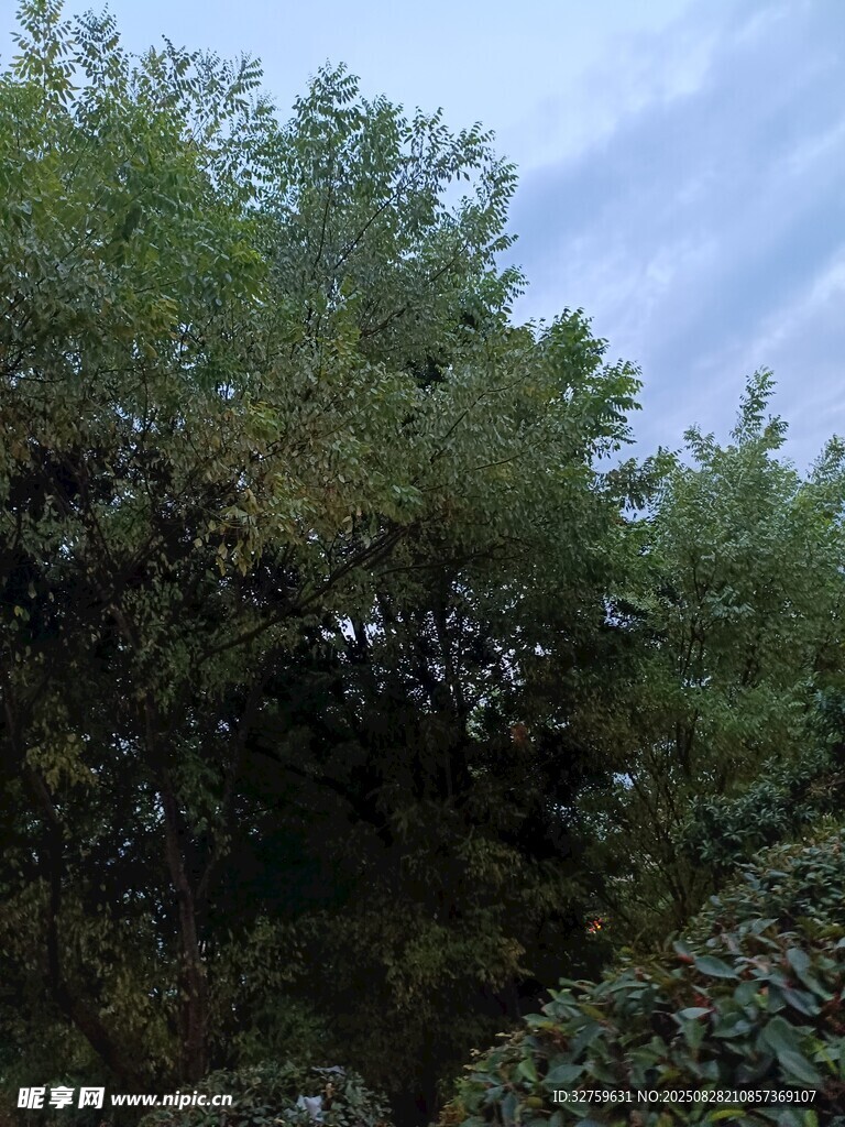茂密树林 