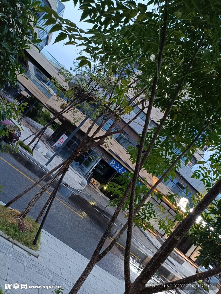 透过枝叶看户外景致