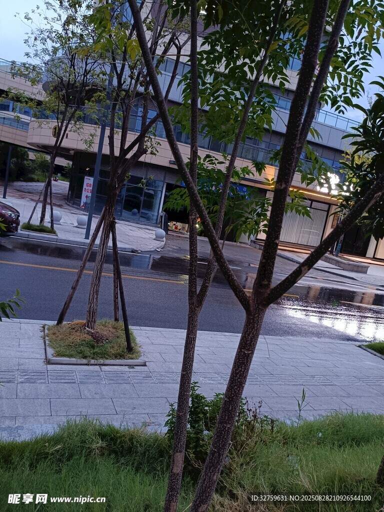 城市街道旁的绿植景观