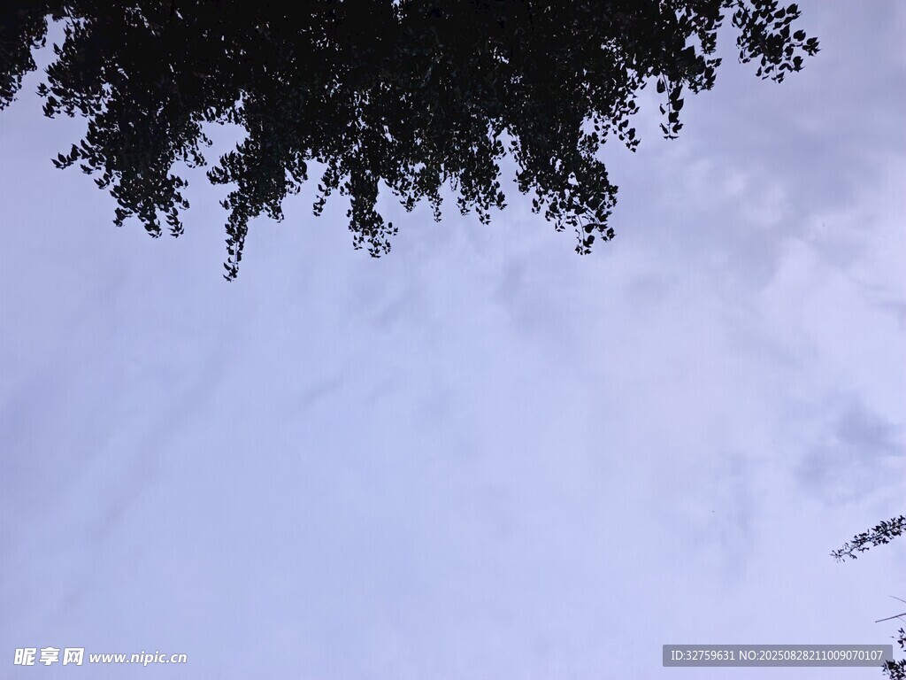 仰视树冠与天空景象
