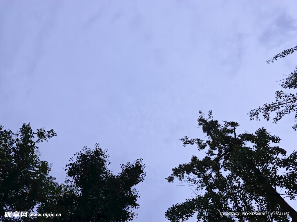 仰视天空与树梢
