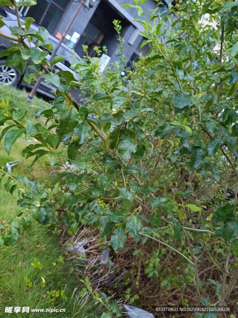 绿叶繁茂的户外植物景观