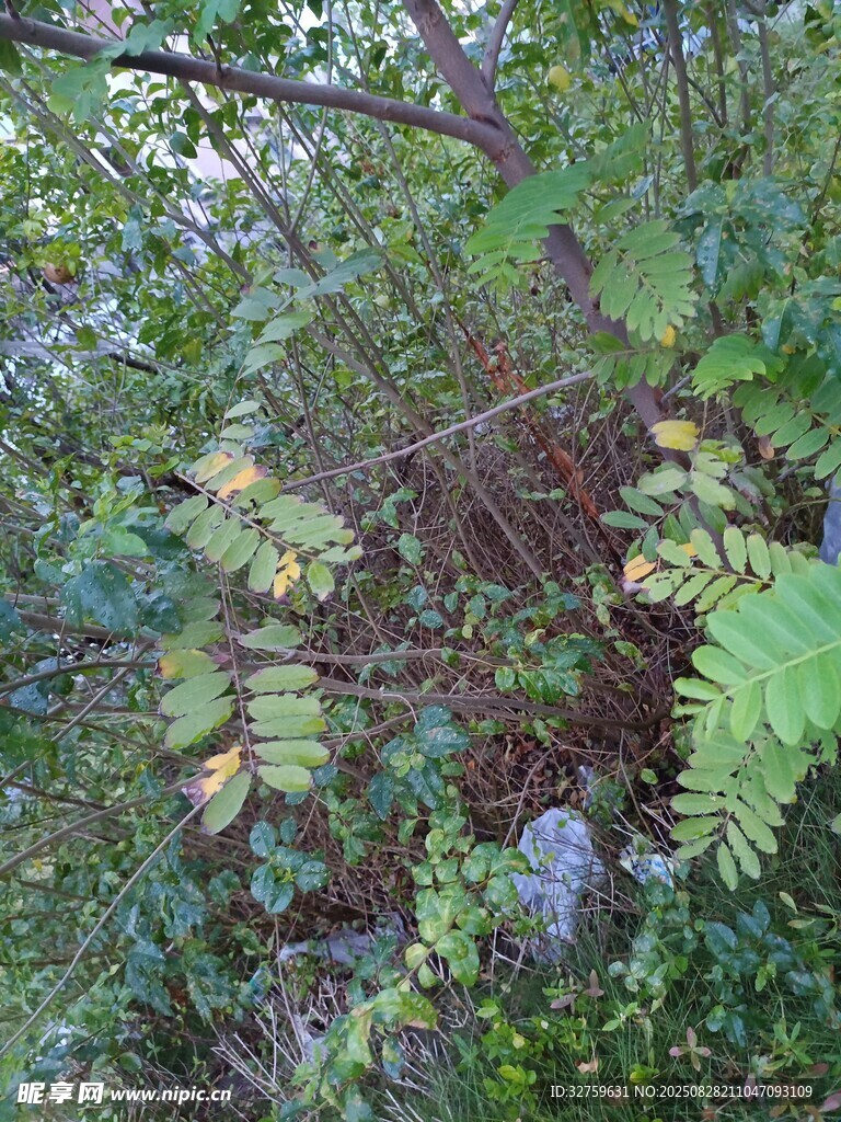 林间繁茂植物景观