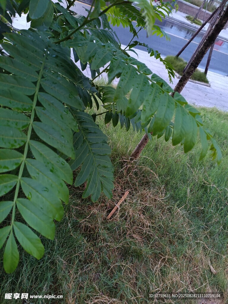 绿叶植物于草地场景