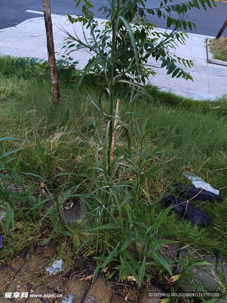 新植小树于庭院草地