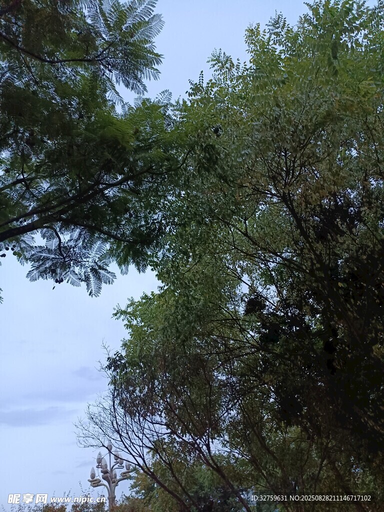 林间树梢望蓝天