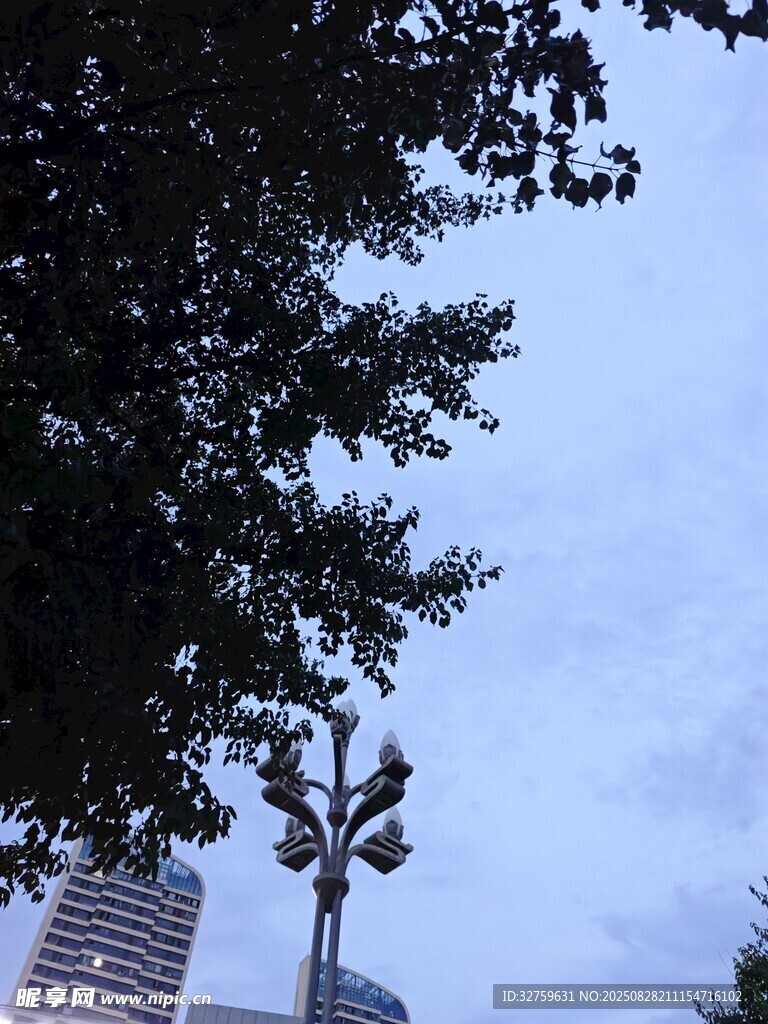 树梢间的天空与监控设备