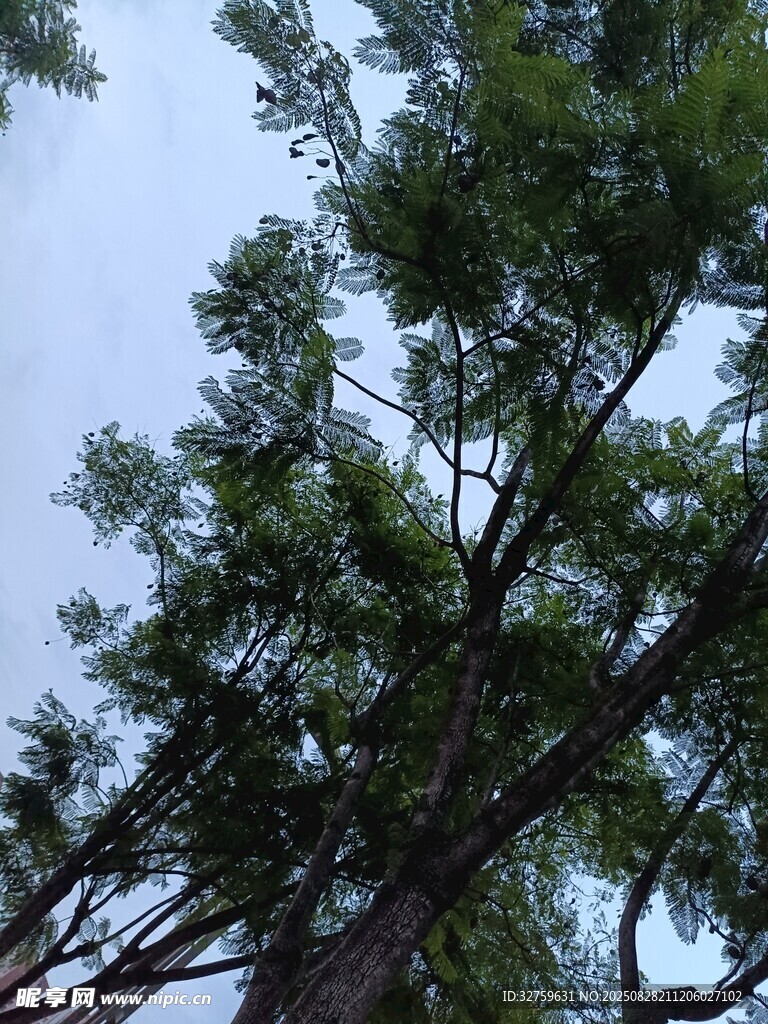仰视繁茂绿树树冠