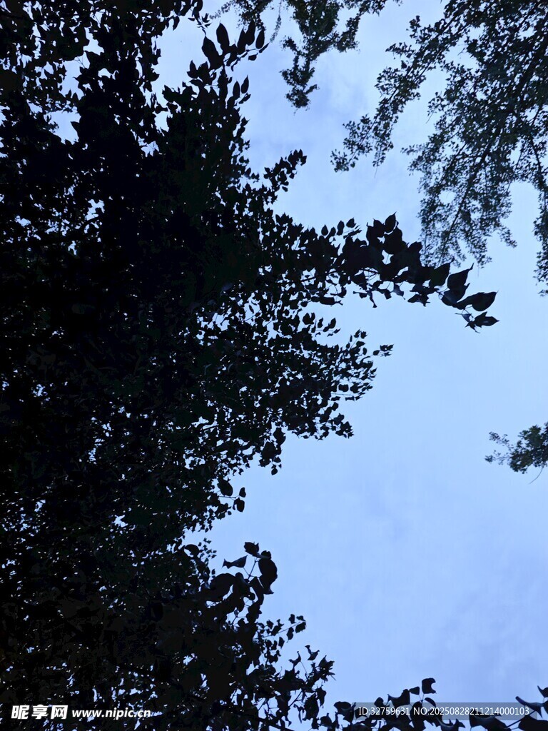 仰视夜空下的繁茂树枝
