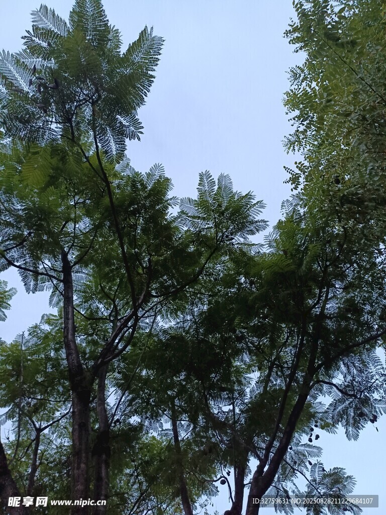 蓝天映衬下的繁茂绿树