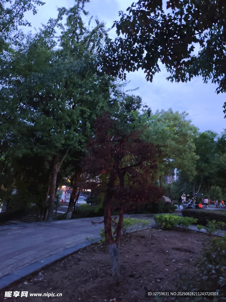 公园中的树木与幽静小路