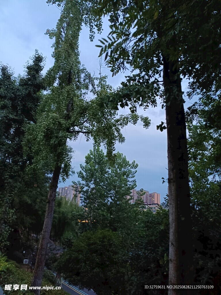 林间景致