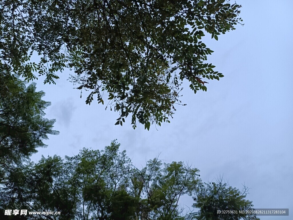 仰视绿树蓝天