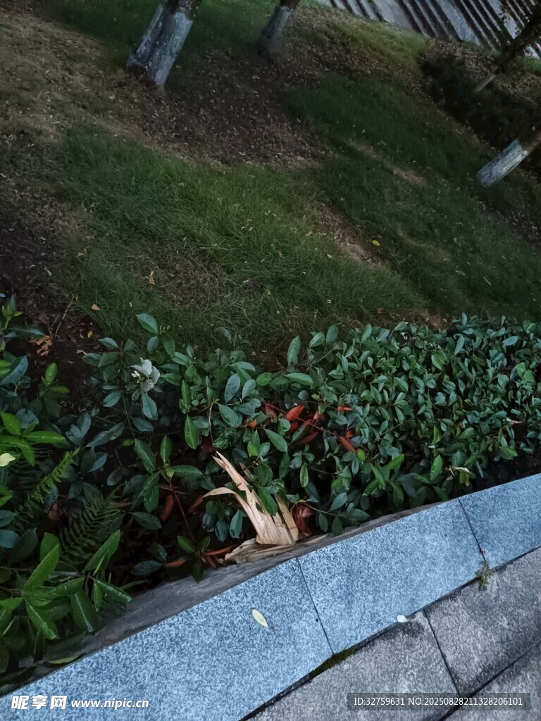 路边翠绿灌木丛