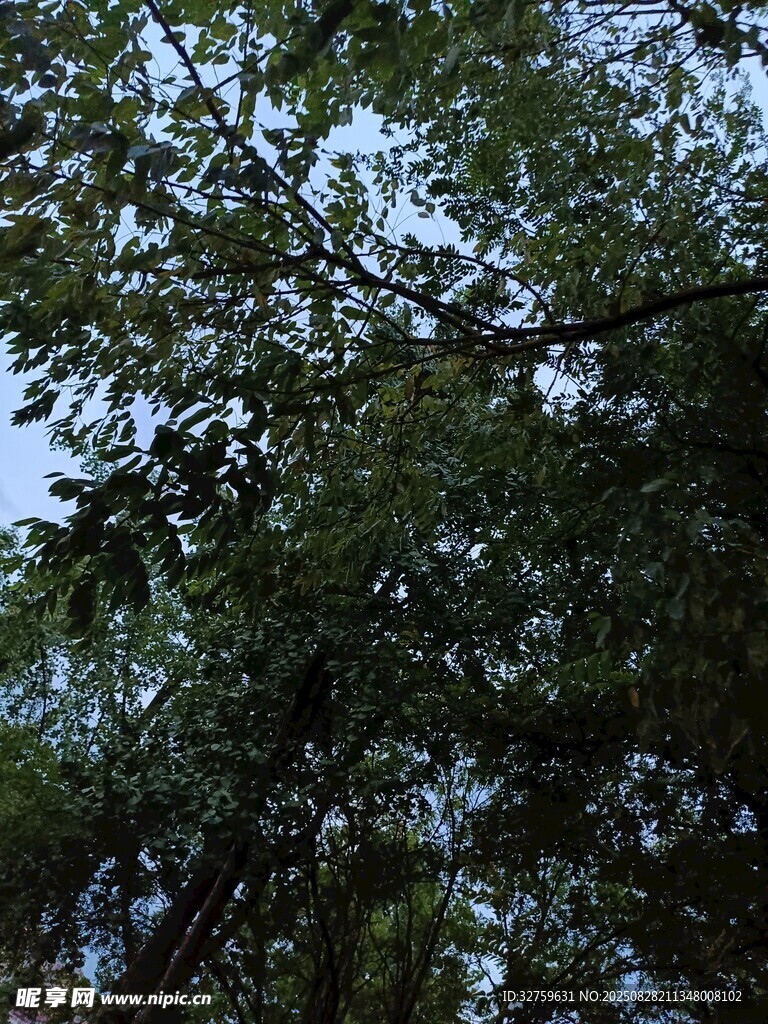 仰视茂密枝叶的翠绿树冠