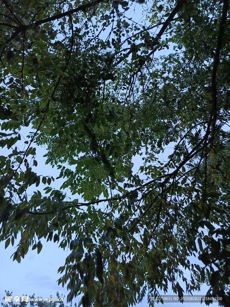 枝叶繁茂的树梢