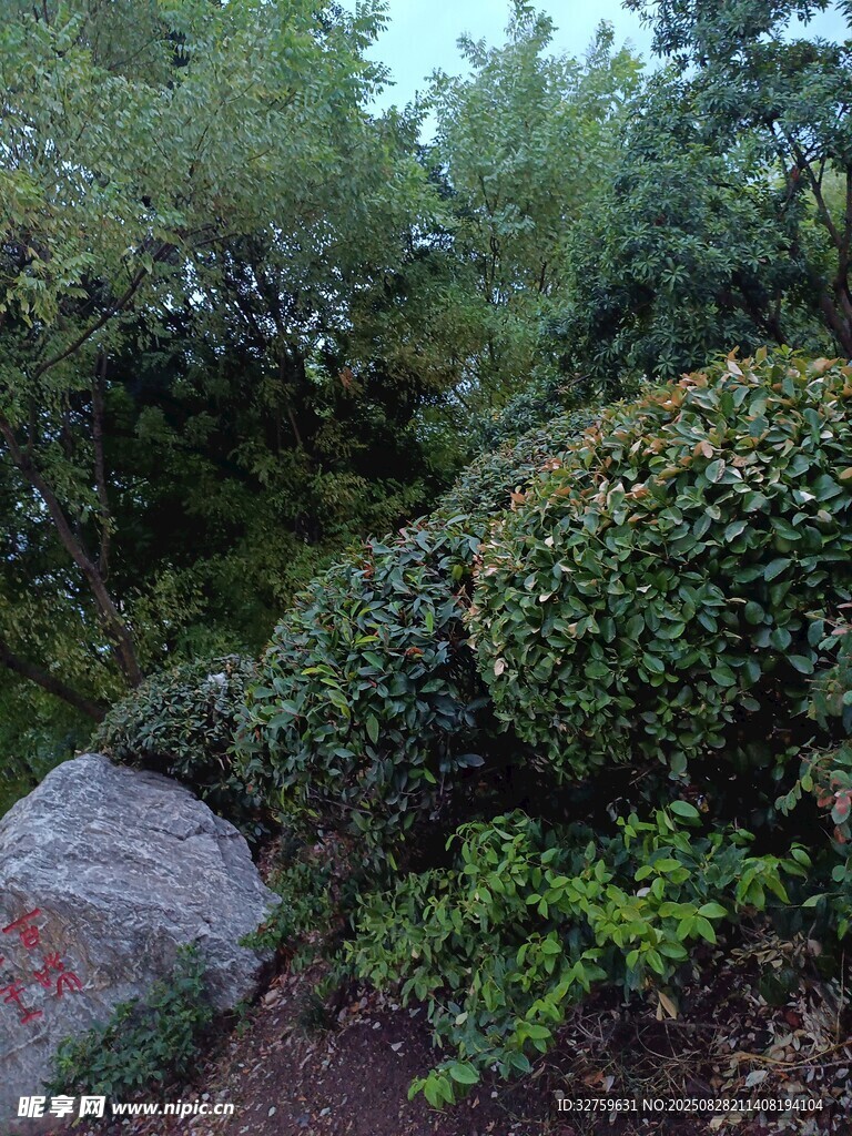 绿意盎然的园林景观