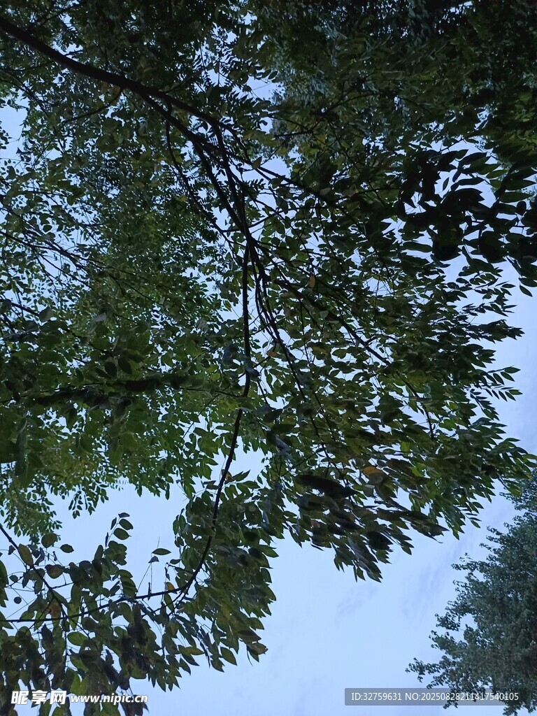 仰视视角下的繁茂树叶