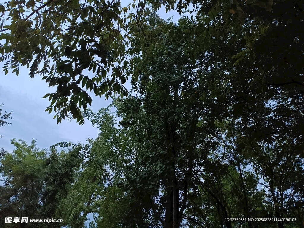 仰视葱郁树林的自然景致