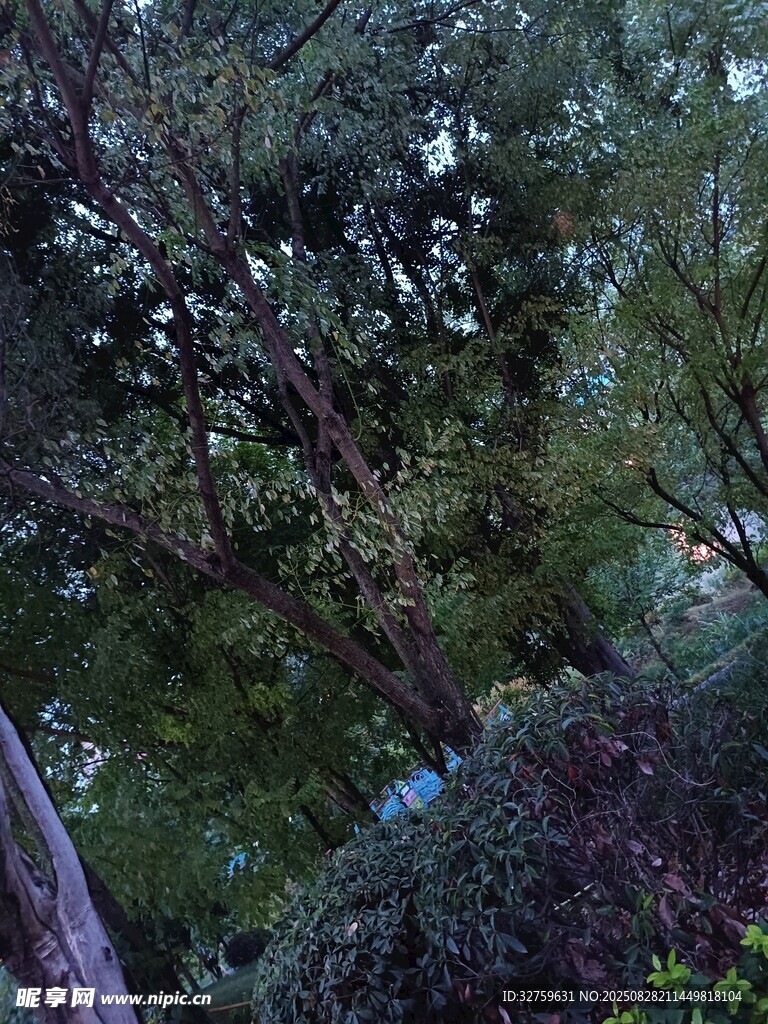 茂密树林中的繁茂枝叶