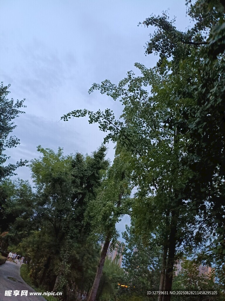 路边绿树成荫的景致
