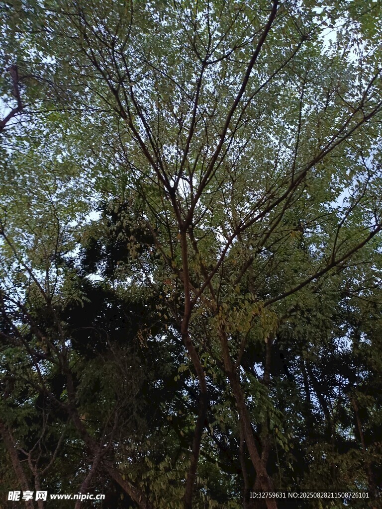 仰视茂密葱郁的高大树木