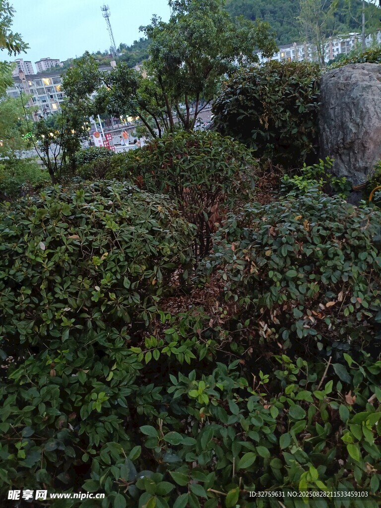 繁茂绿植景观