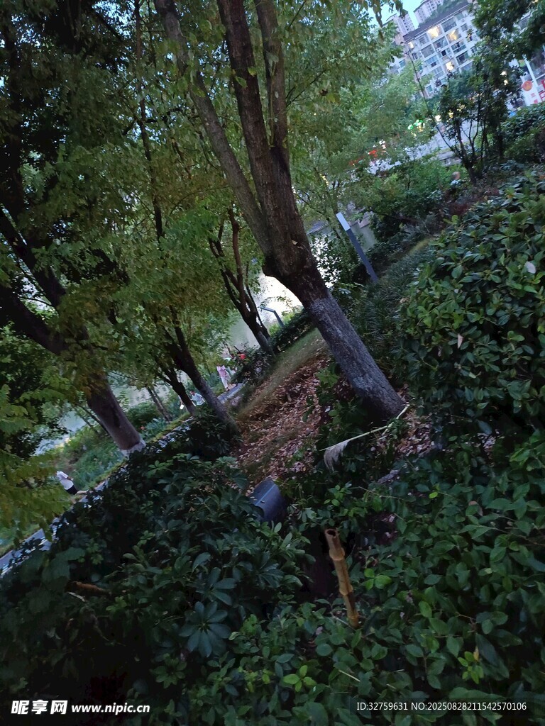 林间幽静小径
