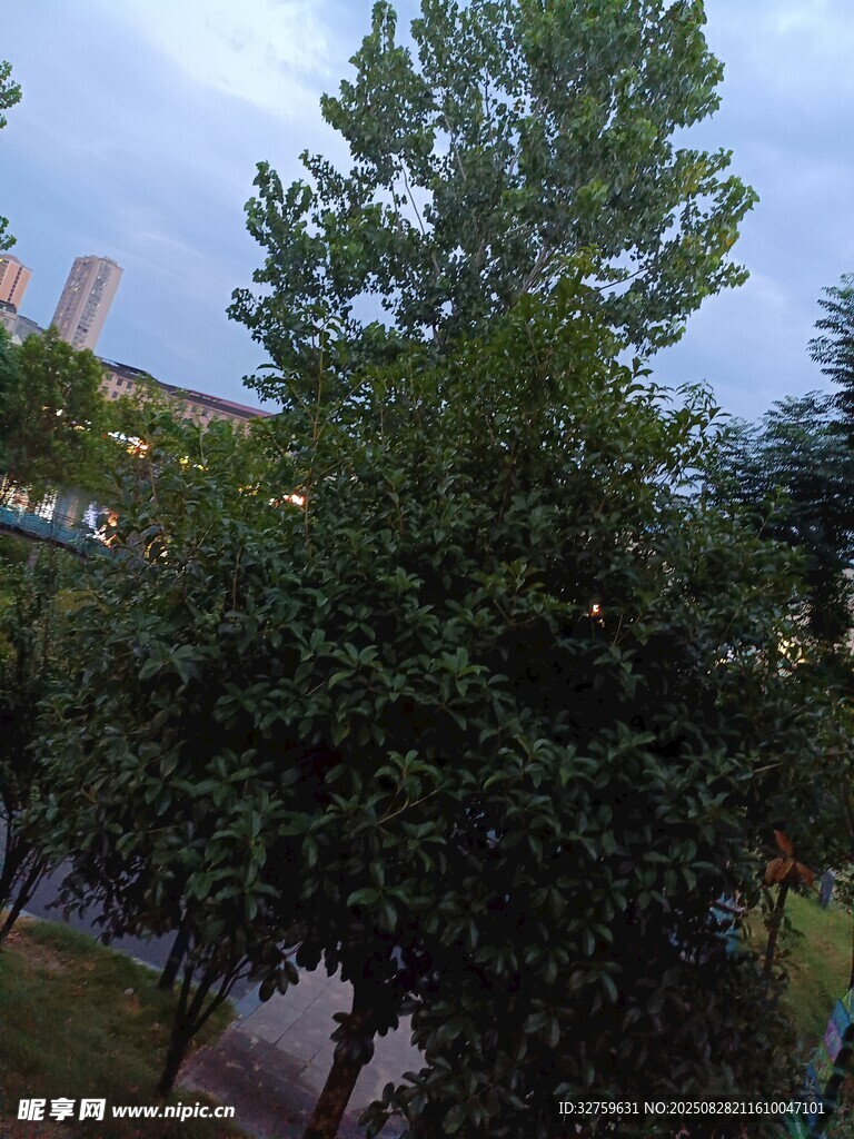 傍晚绿树景观