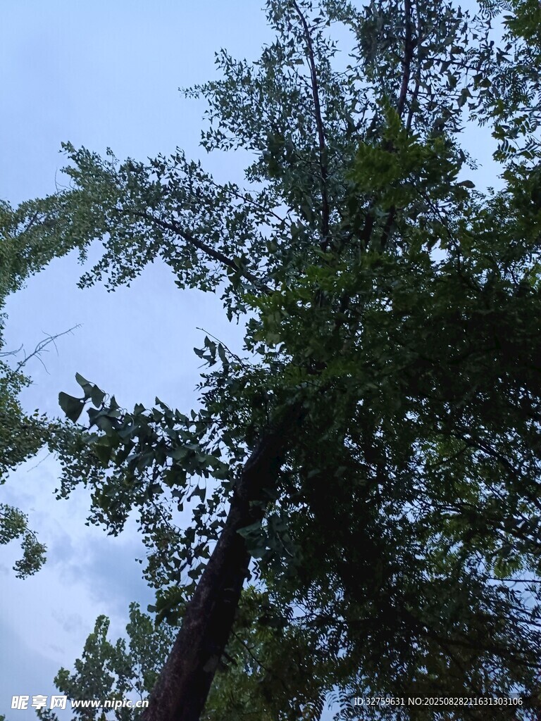 仰视下的葱郁树木