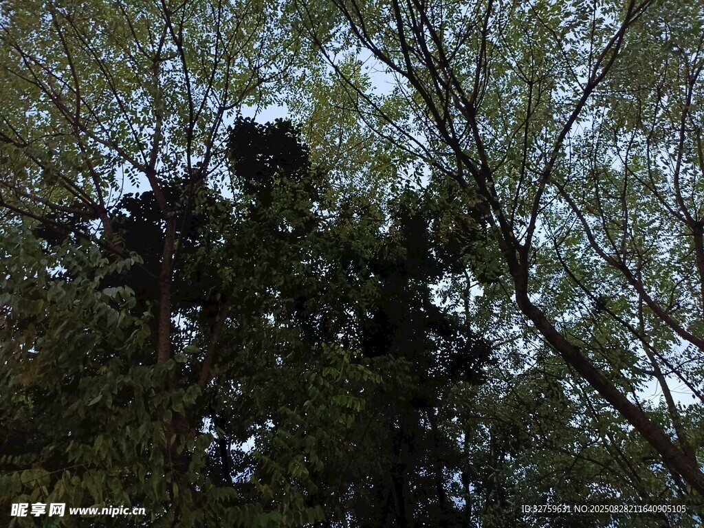 繁茂枝叶间的天空一角