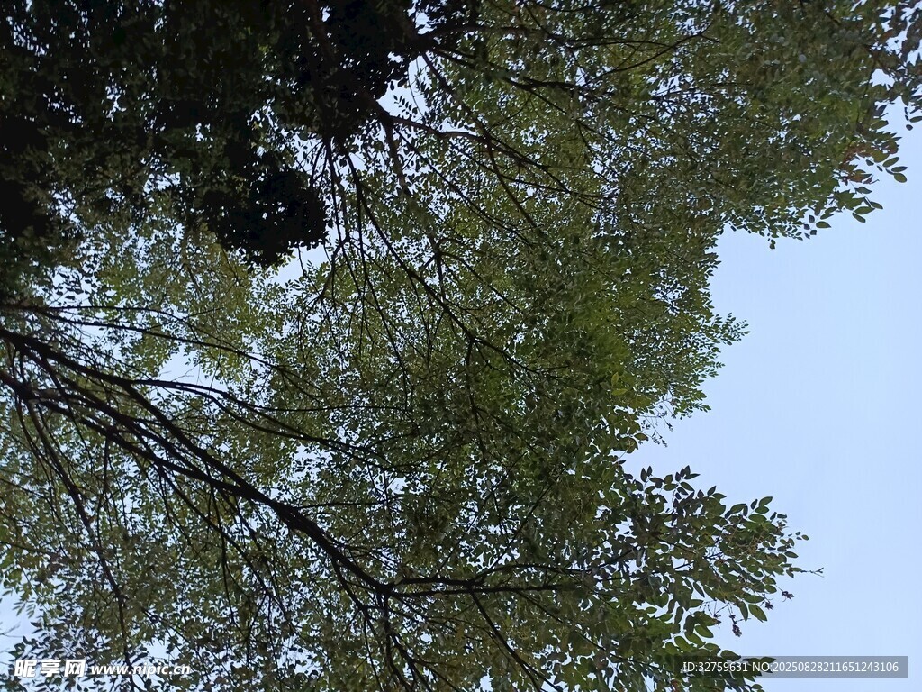 仰视葱郁树木枝叶